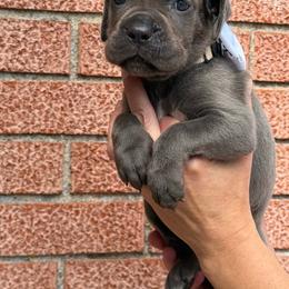 Girl 1 - Gray female Cane Corso puppy in Highland, Illinois from C&I Elite Cane Corso