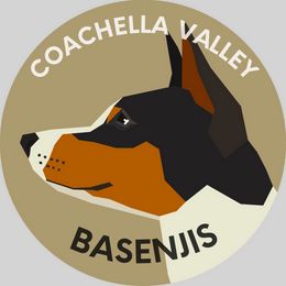 Basenji All Grown Up from Coachella Valley Basenjis