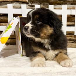 Atlas - Black tri-color male Australian Shepherd puppy in Red Springs, North Carolina from Julia Rose Ranch