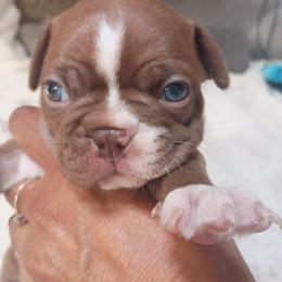 Haggerty - Big Red Boy - Red male Boston Terrier puppy in Hamilton, Montana from Reds Studio