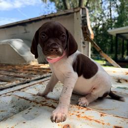 Clover - White and liver female German Shorthaired Pointer puppy in Macclenny, Florida from Dillon's GSPs