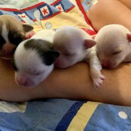Chihuahua Puppies from Schafer's AKC Chihuahuas