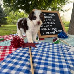 Margo - Brown and white female Aussiedoodle puppy in Hopkins, Missouri from Mowry Creek Mini Aussiedoodles and More