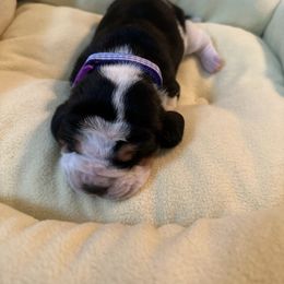 Bluebird - Black and white female Basset Hound puppy in Bremerton, Washington from Over the Rainbow Basset Hounds