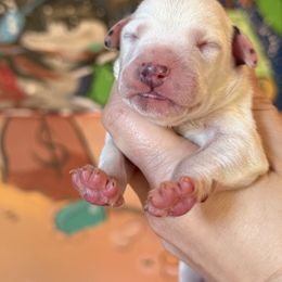5th pick female - White and liver brown female Dalmatian puppy in Lake Mathews, California from Bully Market