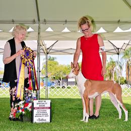 Eden - Ibizan Hound