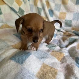 Moe CKC - Wild boar male Dachshund puppy in Henrico, Virginia from Darling Doxies