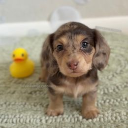 Nivea - Dapple female Dachshund puppy in Arizona from Vonaducci Doxies, LLC.