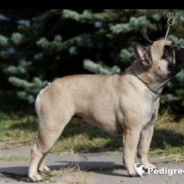Divine - French Bulldog