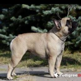 Divine - French Bulldog