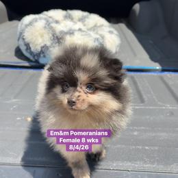 Merle female 3744 pet only - Blue merle female Pomeranian puppy in Kentucky from Em&M Pomeranians