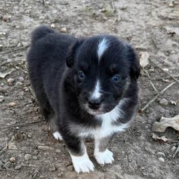 Amari - Black tri-color female Australian Shepherd puppy in Mount Vernon, Texas from RJ's Aussie Posse