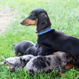 Callie - Dachshund