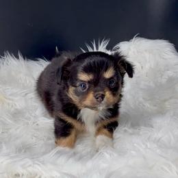 Girl 1 - Black and white female Chihuahua puppy in Simpsonville, South Carolina from N&T's Chihuahuas