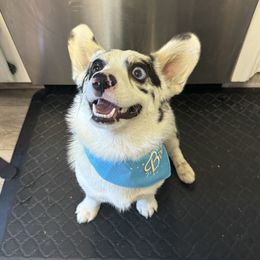 Bluey - Pembroke Welsh Corgi