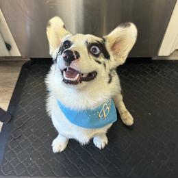 Bluey - Pembroke Welsh Corgi