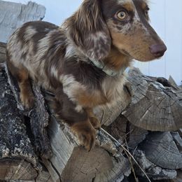 Yeti - Dachshund
