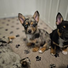 American Corgi and Pembroke Welsh Corgi Puppies from Koko's Kennels