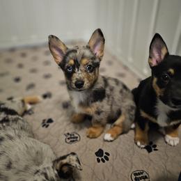 American Corgi and Pembroke Welsh Corgi Puppies from Koko's Kennels