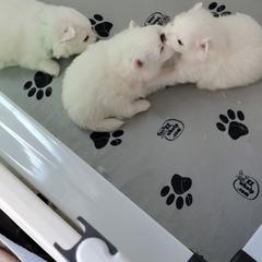 American Eskimo Dog Puppies from Diamond Storm Eskies