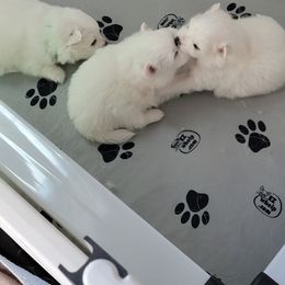 American Eskimo Dog Puppies from Diamond Storm Eskies