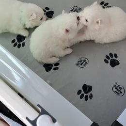 American Eskimo Dog Puppies from Diamond Storm Eskies