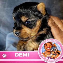 DEMI - Black and tan female Yorkshire Terrier puppy in Eastpointe, Michigan from TLC Kennels TenderLittleCuties