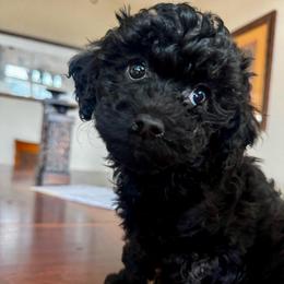 Nemo - Black male Poodle puppy in Aurora, Colorado from Miroslava's Puppies
