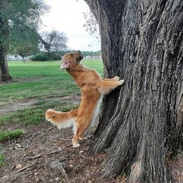 Golden Retriever All Grown Up from Sleepy Grove Goldens