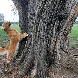 Golden Retriever All Grown Up from Sleepy Grove Goldens