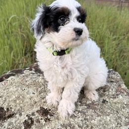 T.L - Tri-color male Cavapoo puppy in Redding, California from O’Hara  Doodles