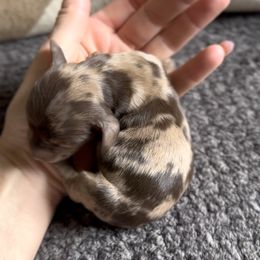 Hank - Chocolate and tan male Dachshund puppy in California from Ranch Hand Weenies