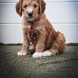 Goldendoodle Puppies from AZ Ohana Doodles