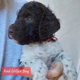 Goldendoodle and Poodle Puppies from Golden State Good Dogs