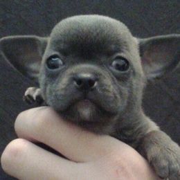Chihuahuas from Soffe Arcobaleno