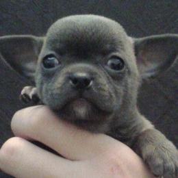 Chihuahuas from Soffe Arcobaleno