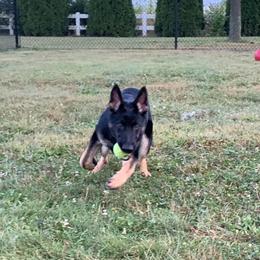 German Shepherd Puppies from Haus Kriegerhund