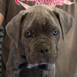 Orange Collar Boy - Vera x Lawman - AKC and ICCF - Gray brindle male Cane Corso puppy in Gorman, Texas from McOmber Country Kennels