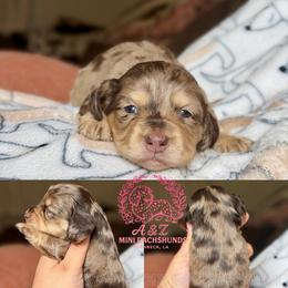 Buzz - Dapple male Dachshund puppy in Hornbeck, Louisiana from A&Z Mini Dachshunds