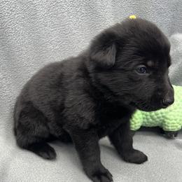Girl 1-purple - Black female German Shepherd puppy in Sharon Grove, Kentucky from Julie’s Shepherds