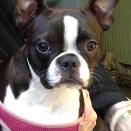Boston Terriers from Briar oak farm