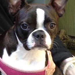 Boston Terriers from Briar oak farm
