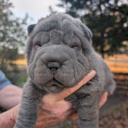 Girl 2 - Blue dilute female Chinese Shar-Pei puppy in Autryville, North Carolina from T&D'S Razen Wrinkles Shar-pei