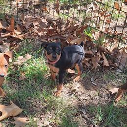 Lizzie Mae - Black and tan female Miniature Pinscher puppy in Grove, Oklahoma from K&J's Min Pins Of Grand Lake