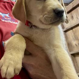 Jack Russell Terrier and Labrador Retriever Puppies from Canine Assist