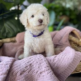 Betty - Cream female Goldendoodle puppy in Los Angeles, California from LA’s Favorite Puppies