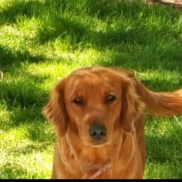 Asia - Golden Retriever