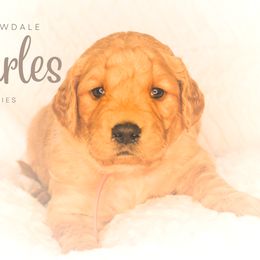 Golden Retriever Puppies from Willowdale Puppies