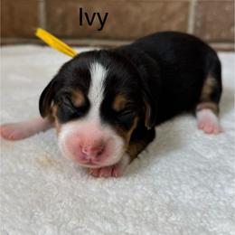 Ivy - Brown white and tan female Beagle puppy in Rogersville, Missouri from Hales Little Beagle Haven