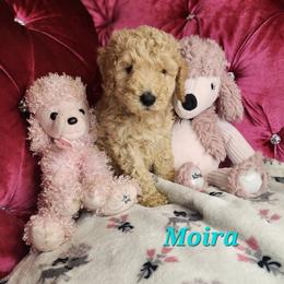 Moira - Cream female Poodle puppy in Harrisonville, Missouri from Kurly Q Poodles